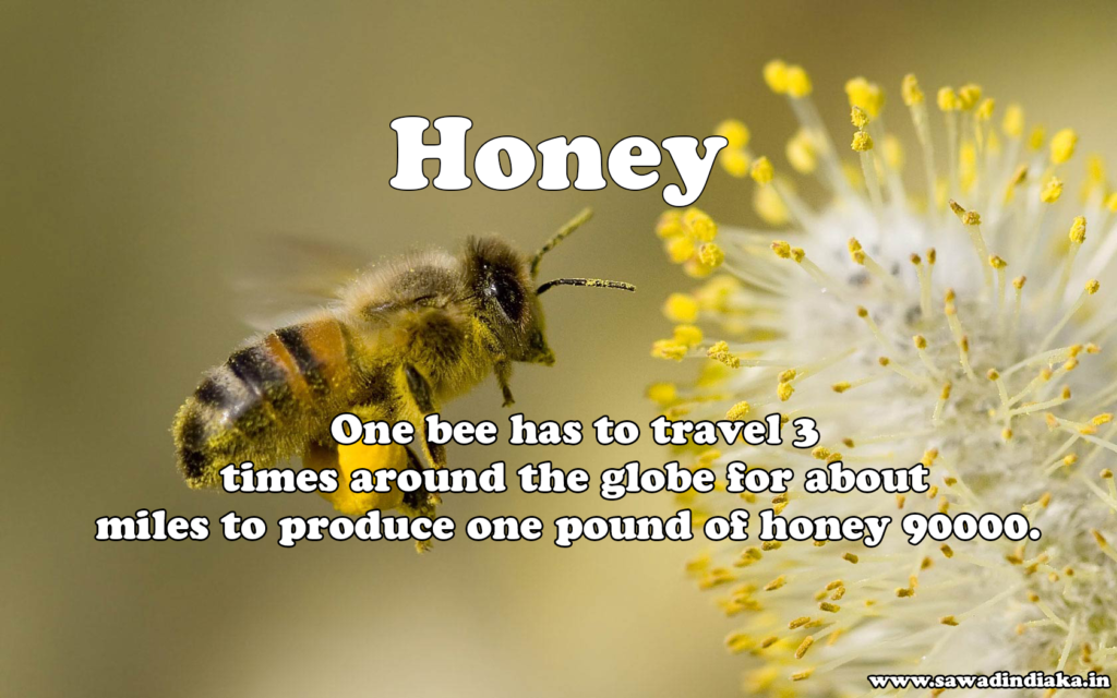 Honey Bee Fact